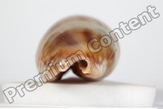 Seashell 0053